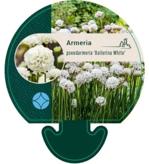 Engelsk Græs